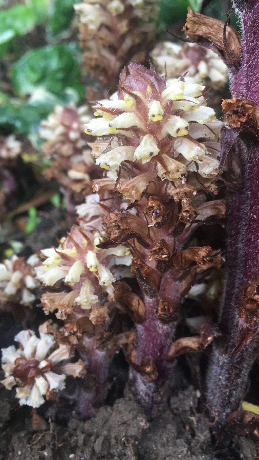 Quale Orobanche?    Orobanche hederae