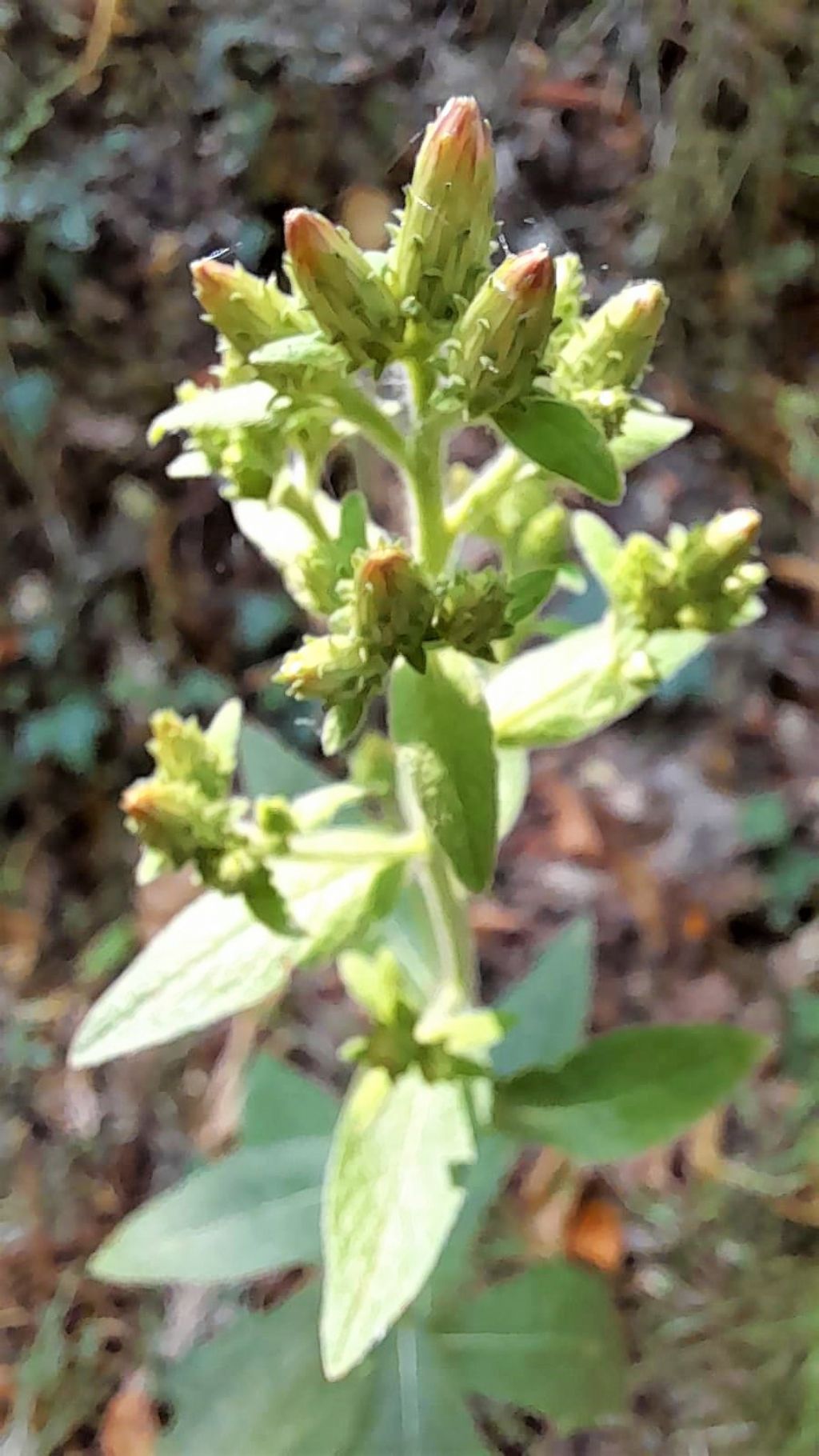 Asteraceae:  Pentanema scuarrosum