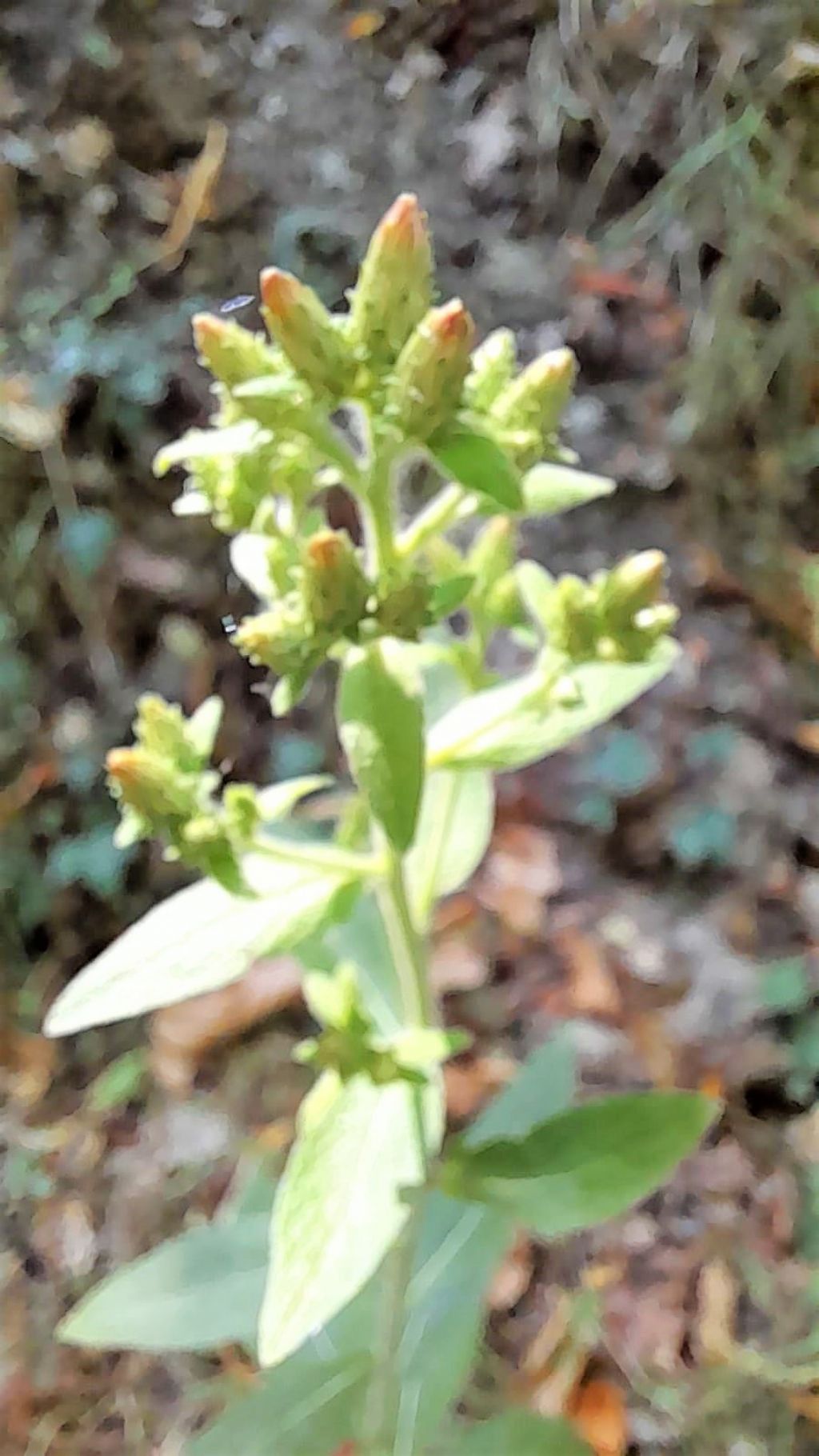 Asteraceae:  Pentanema scuarrosum