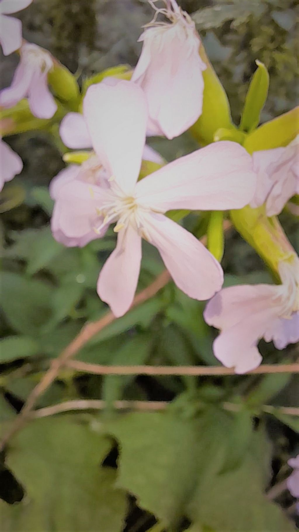 Caryophyllacea leggermente rosata: Saponaria officinalis
