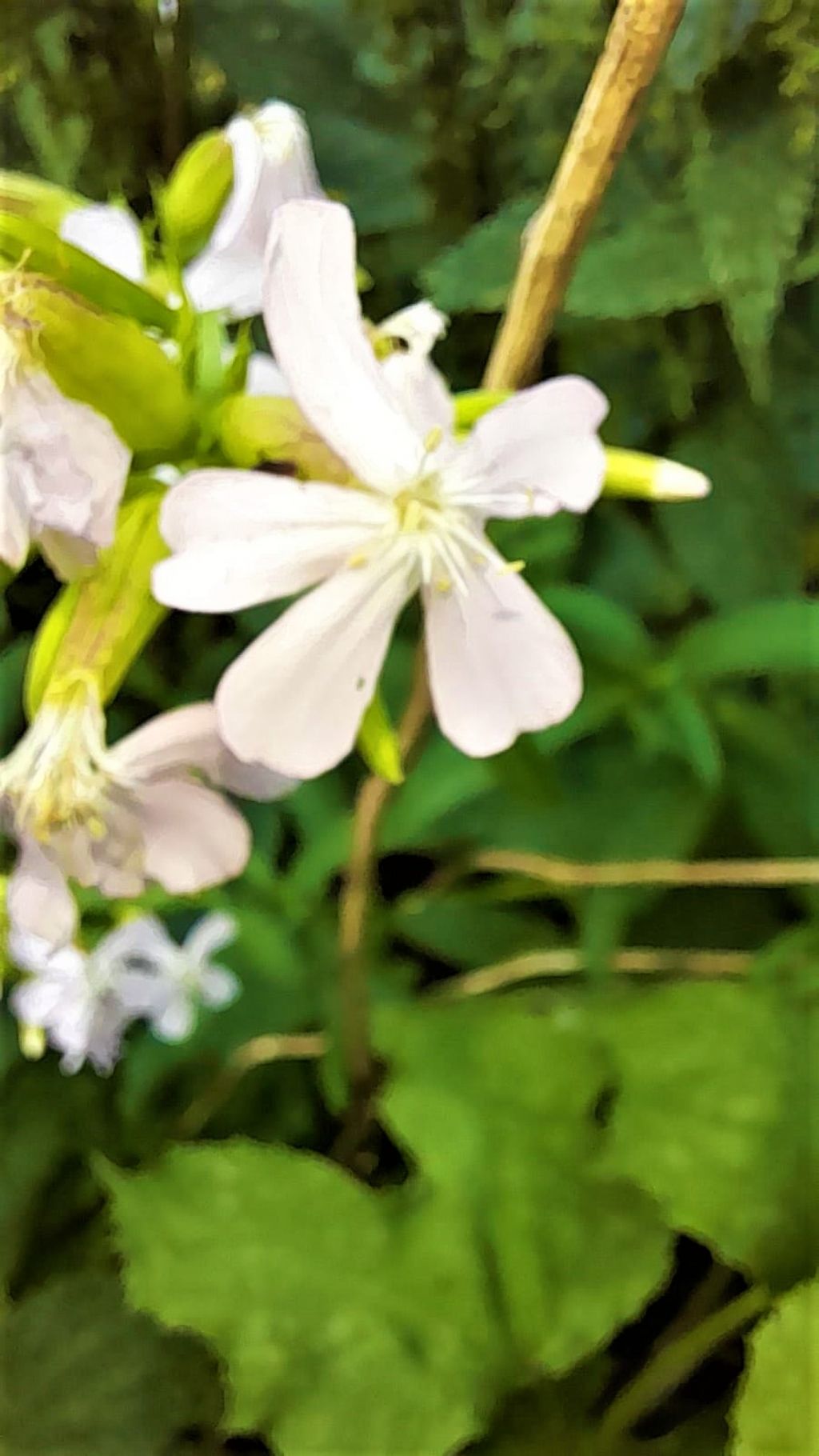 Caryophyllacea leggermente rosata: Saponaria officinalis
