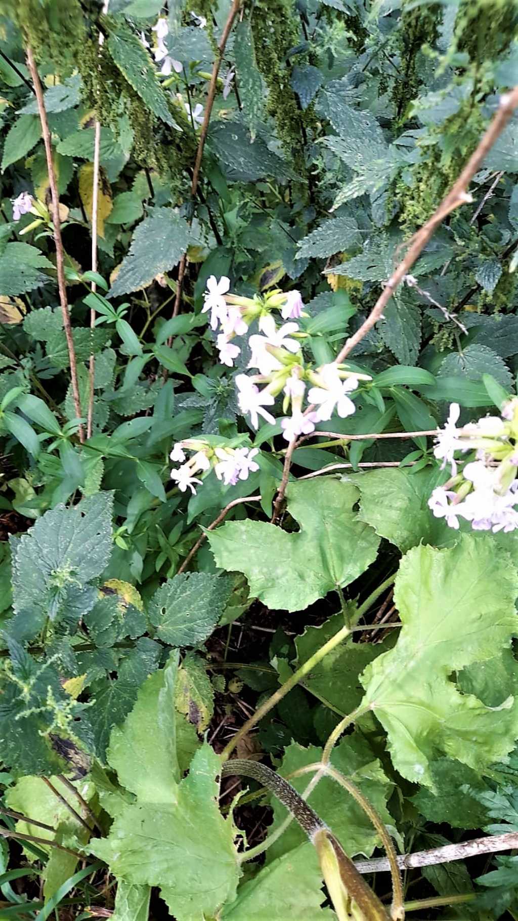 Caryophyllacea leggermente rosata: Saponaria officinalis