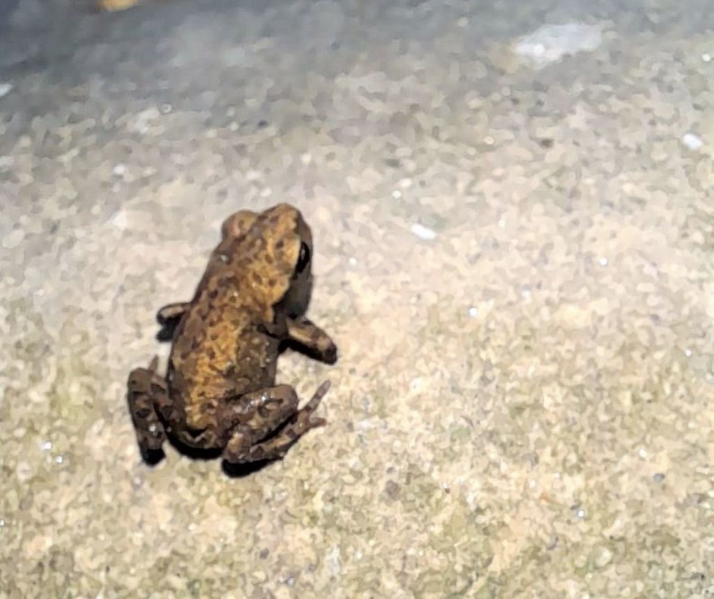 piccola rana - Bufo bufo, rospo comune