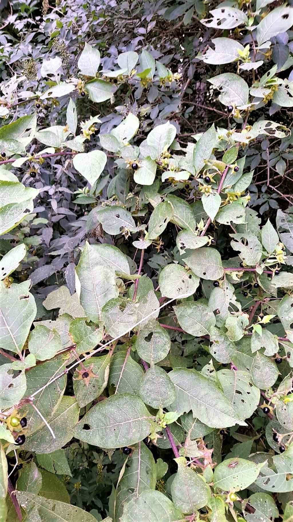 Atropa belladonna (Solanaceae)
