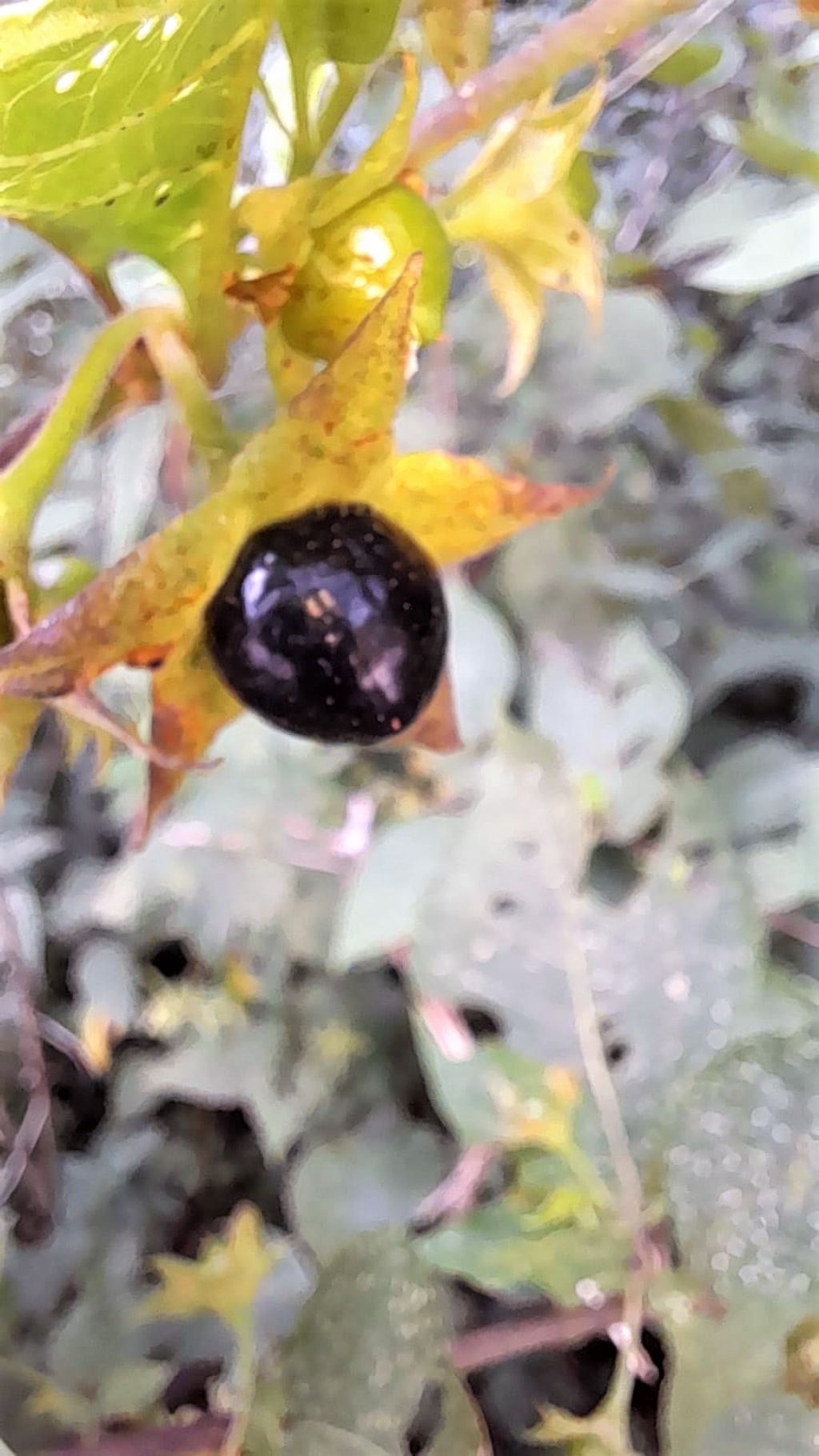 Atropa belladonna (Solanaceae)