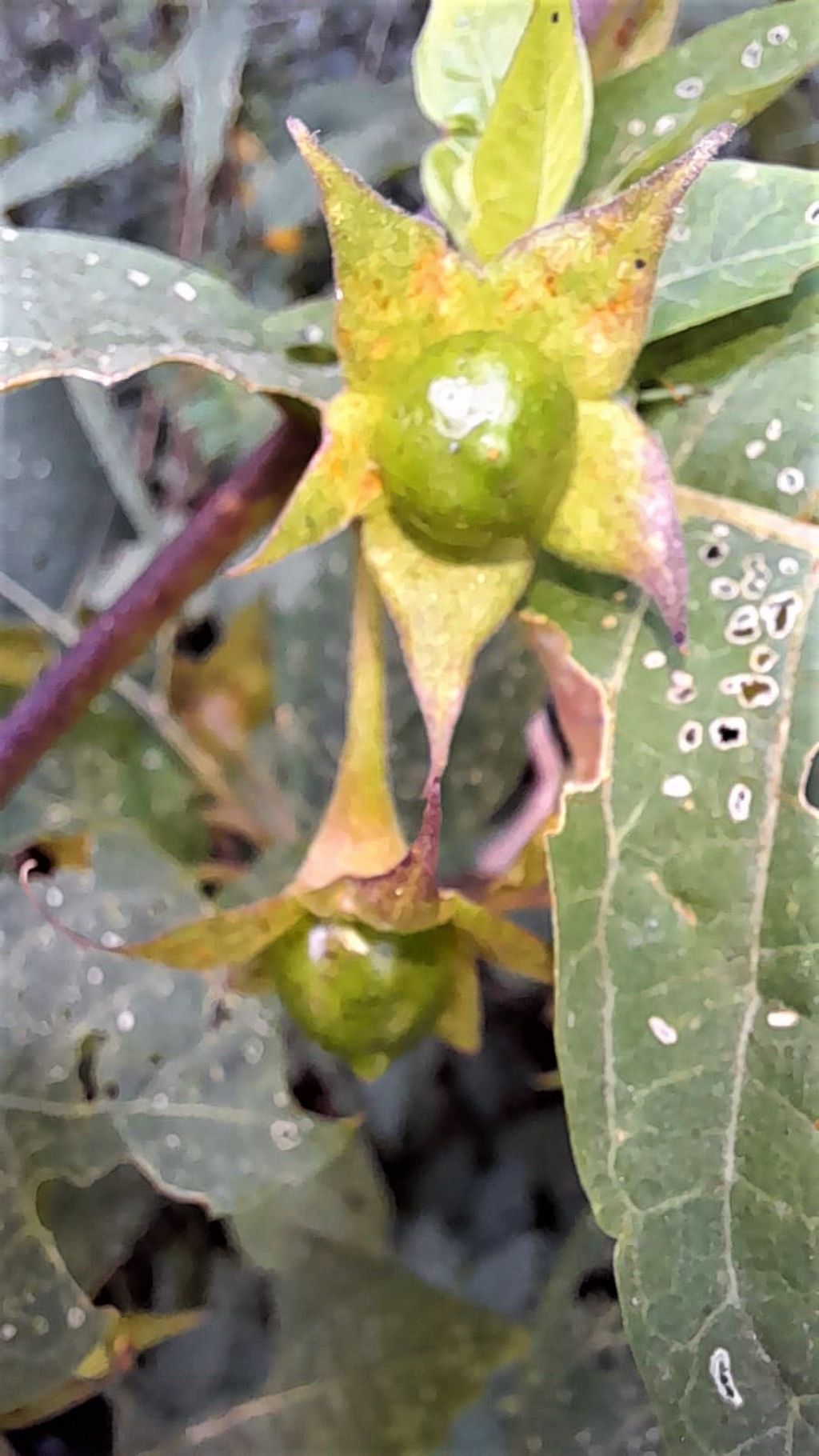 Atropa belladonna (Solanaceae)
