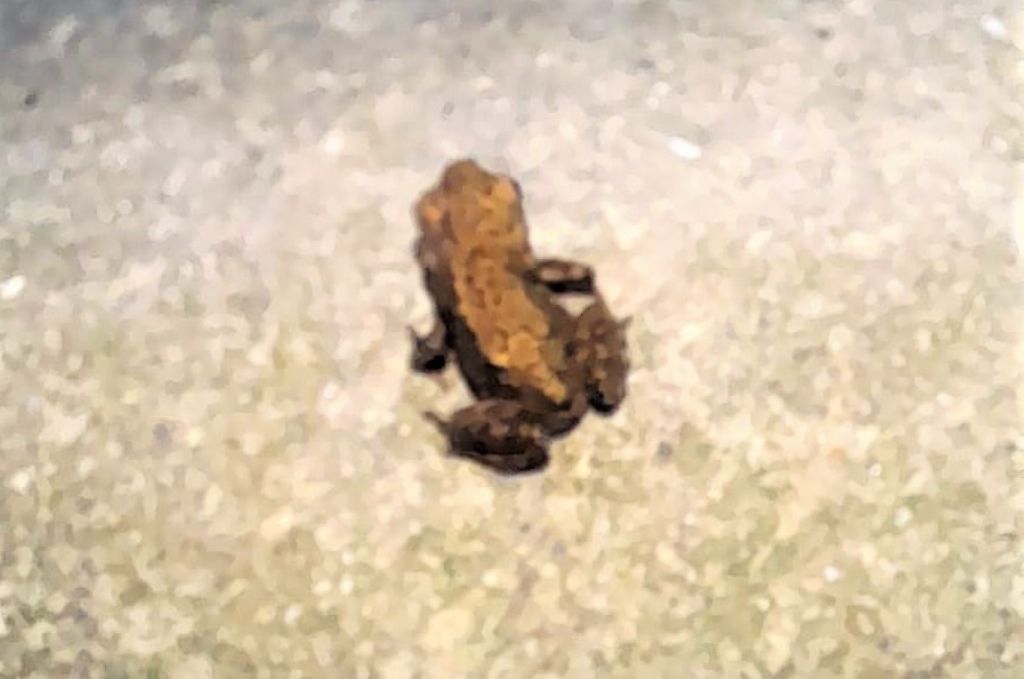 piccola rana - Bufo bufo, rospo comune