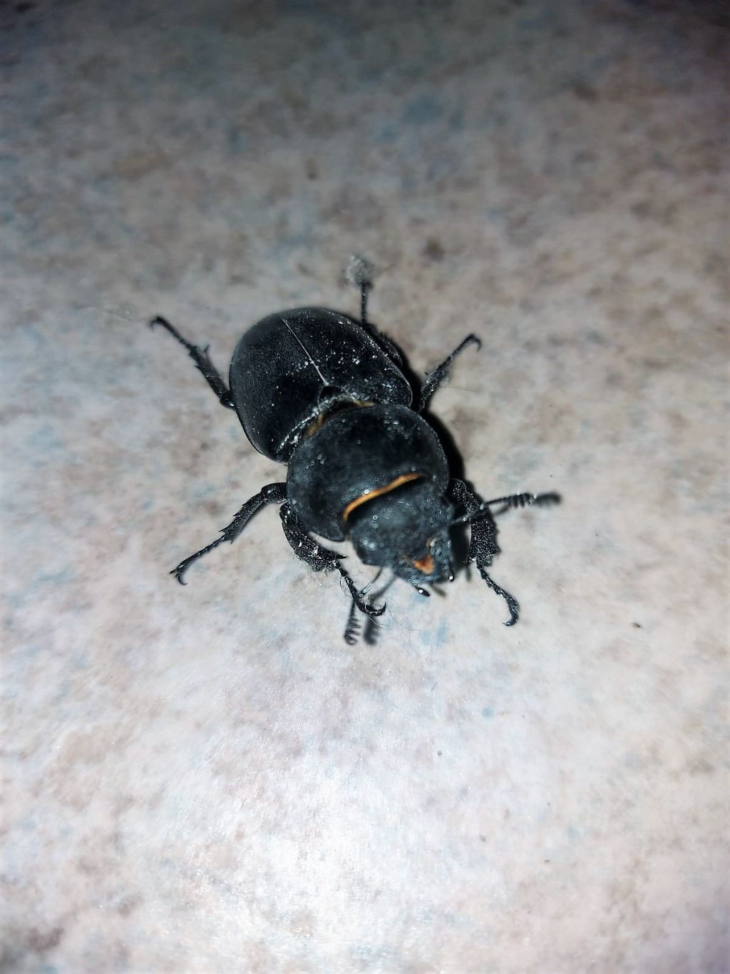 Lucanidae: femmina di Lucanus cervus