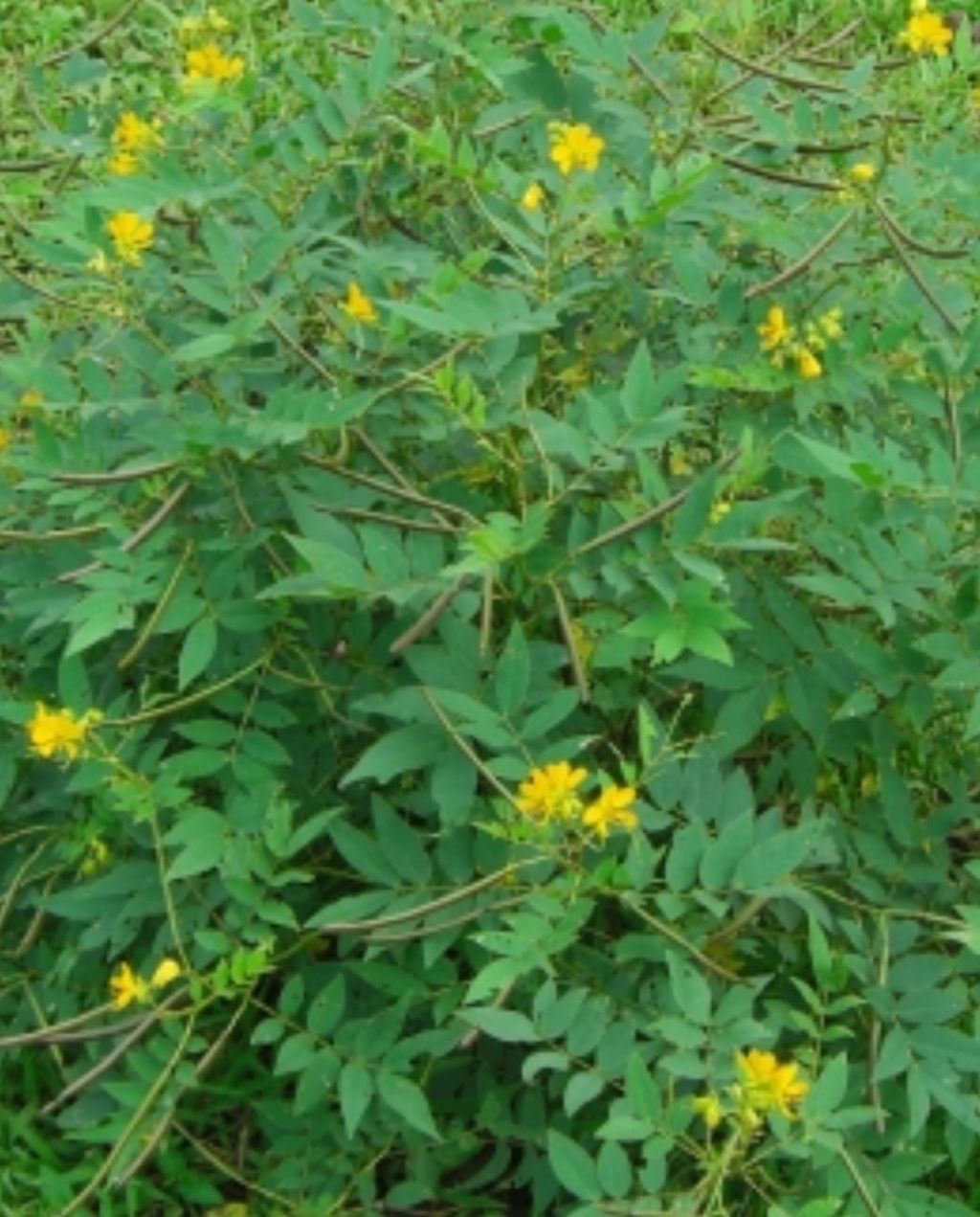 pianta da identificare