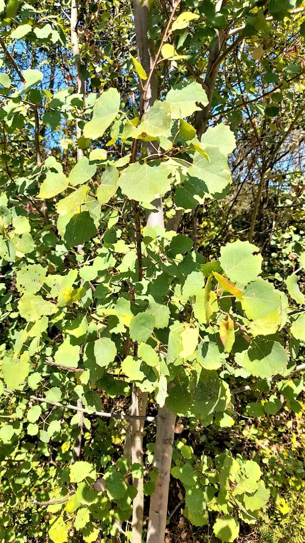 Populus alba?