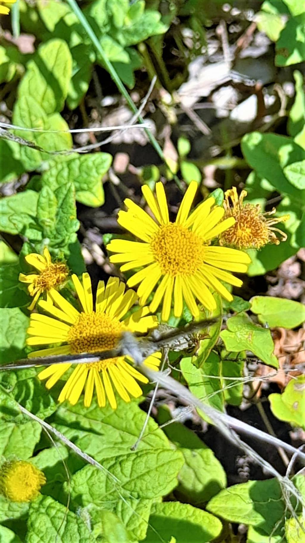 Asteracea gialla: Pulicaria dysenterica