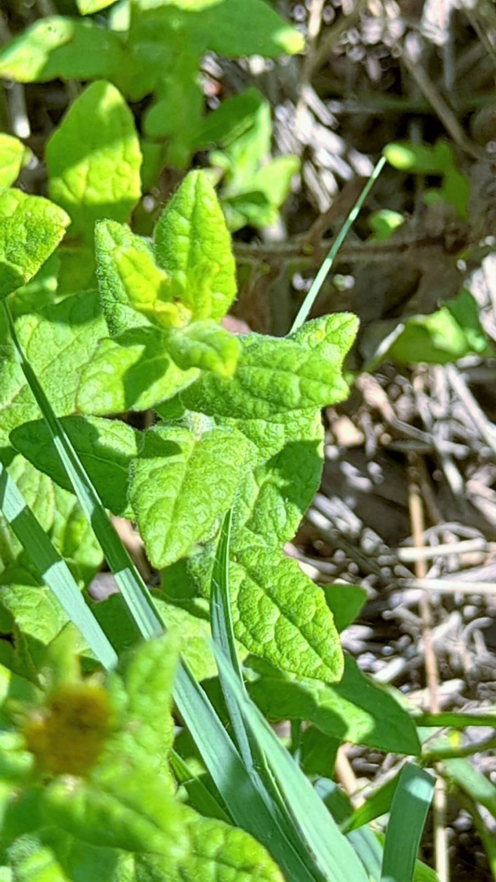 Asteracea gialla: Pulicaria dysenterica