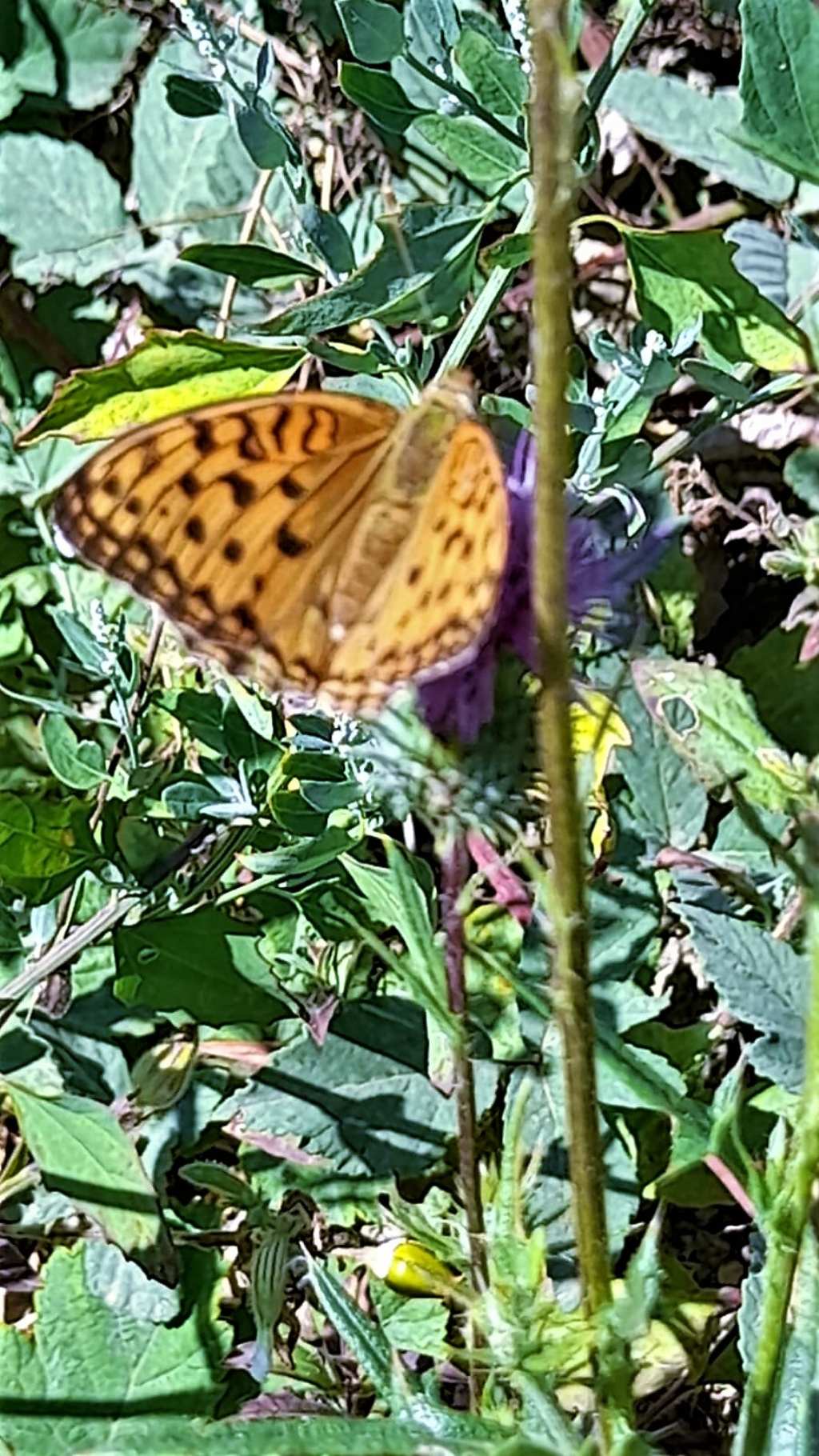 farfalla da identificare