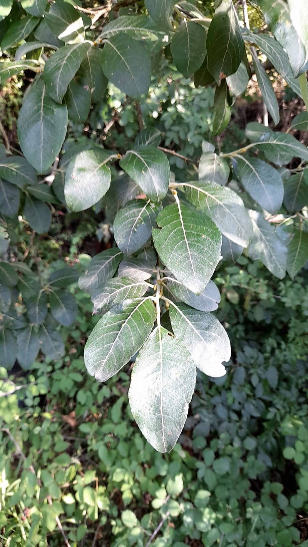 Salix sp.