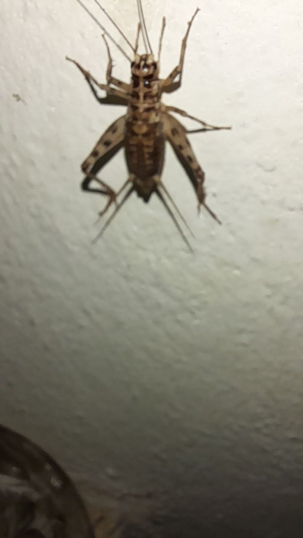 Gryllomorpha dalmatina dalmatina.