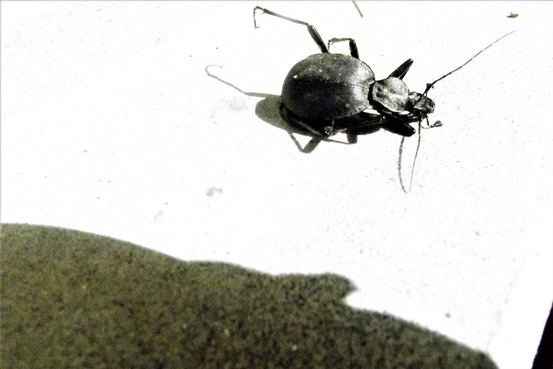 Carabidae: Cychrus italicus