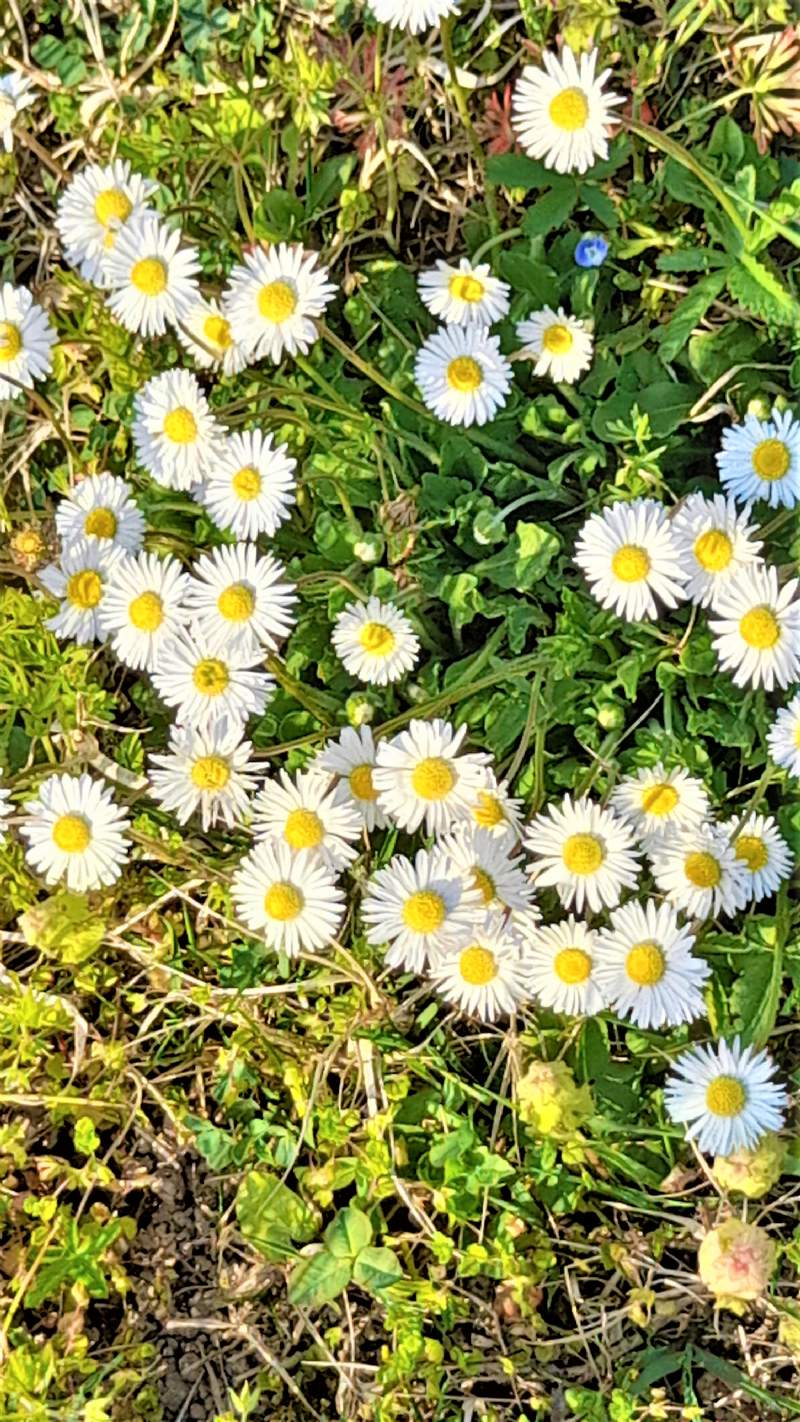 Bellis perennis (Asteraceae)