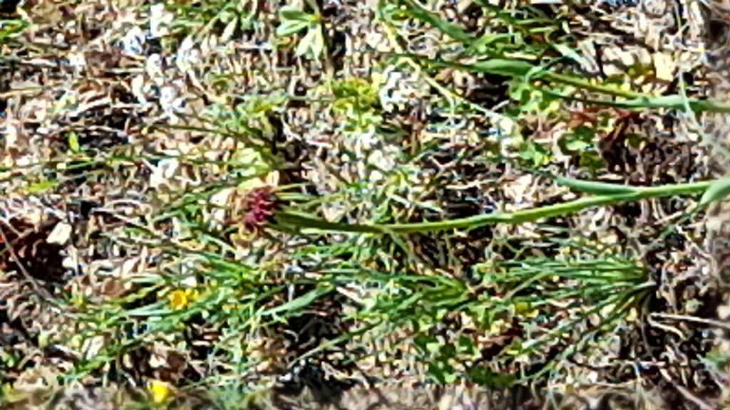 Tragopogon? Tragopogon porrifolius