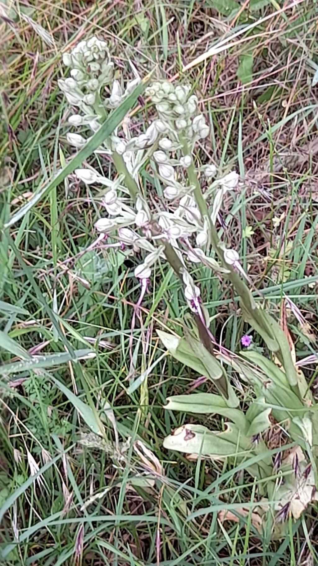 Himantoglossum adriaticum