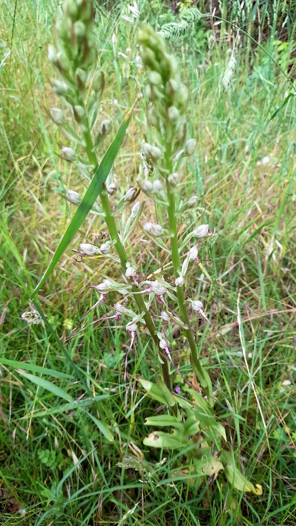 Himantoglossum adriaticum