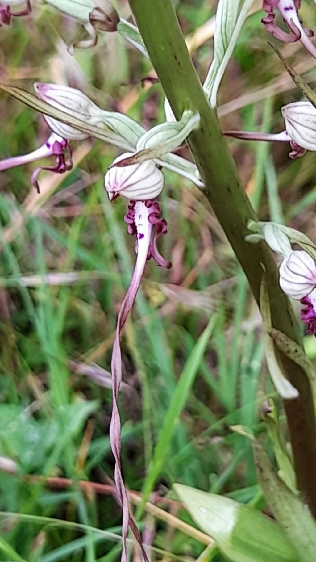 Himantoglossum adriaticum