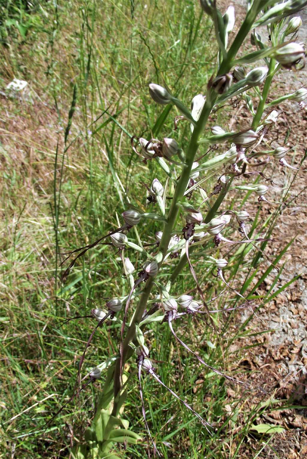 Himantoglossum adriaticum