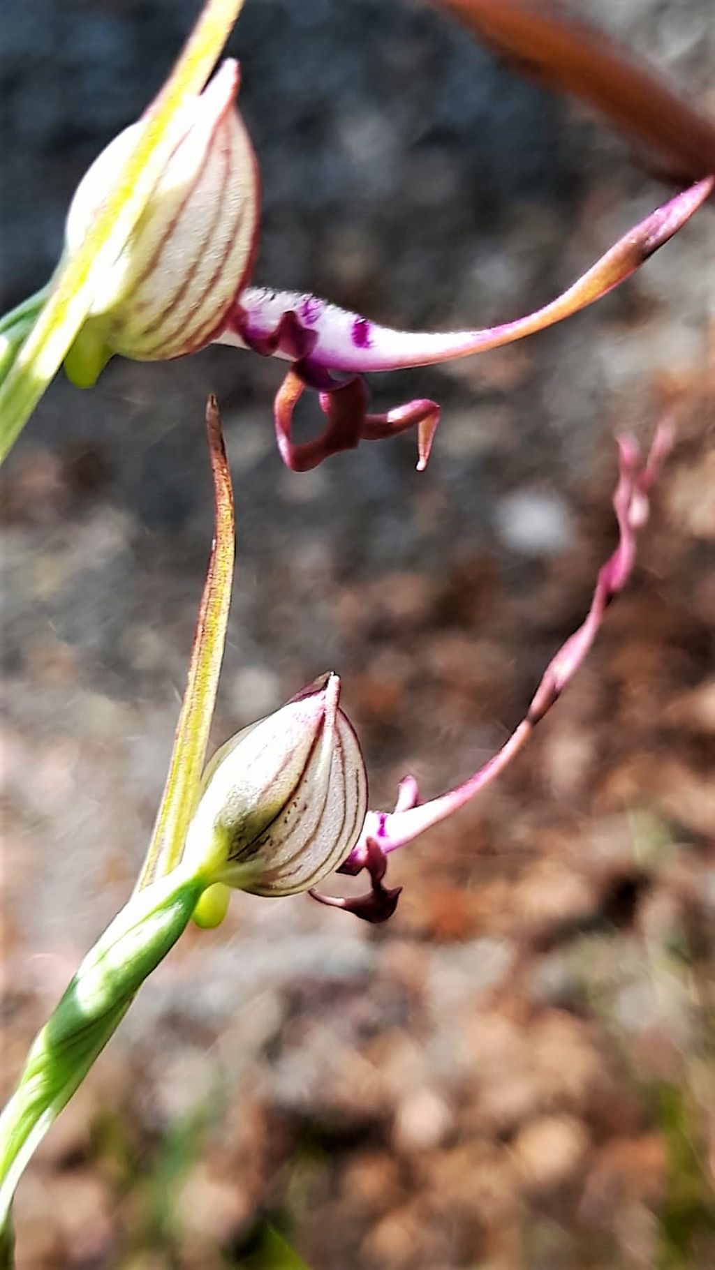 Himantoglossum adriaticum