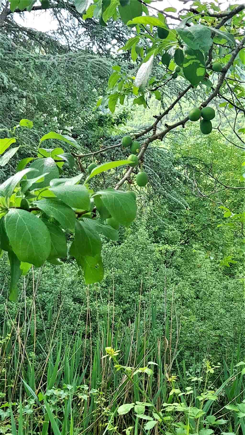 albero da frutto