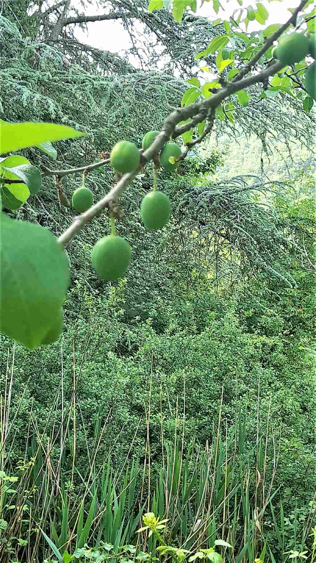albero da frutto