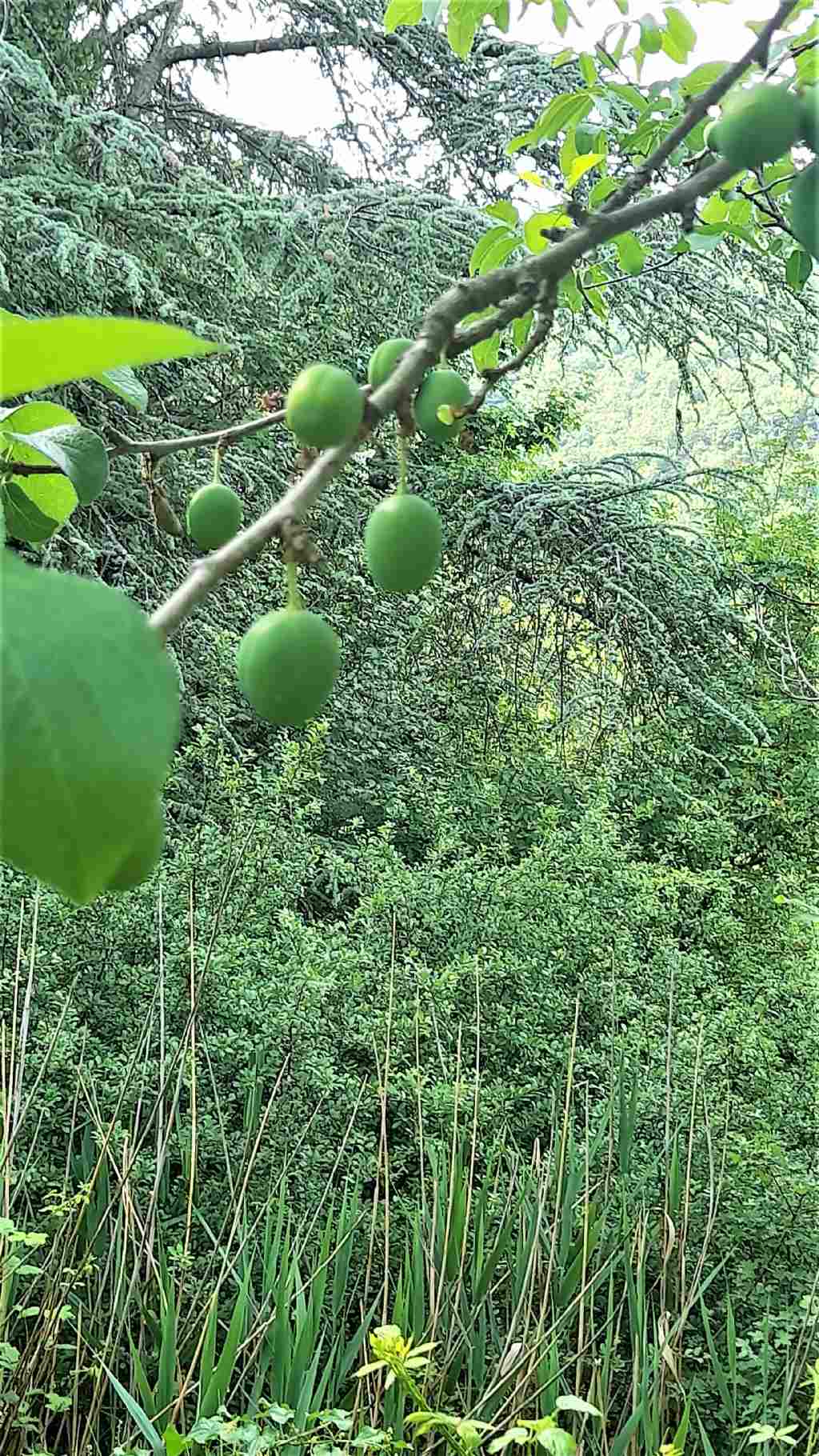 albero da frutto