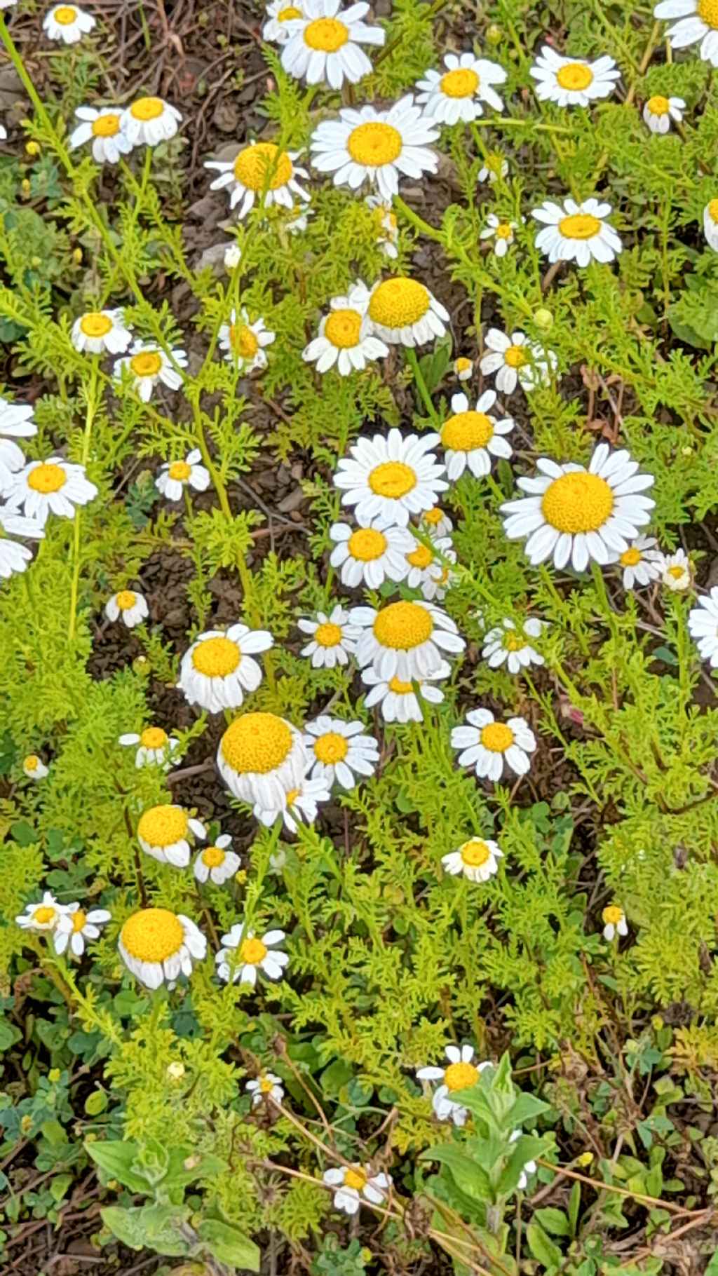 Anthemis arvensis (Asteraceaeae, ex Compositae)