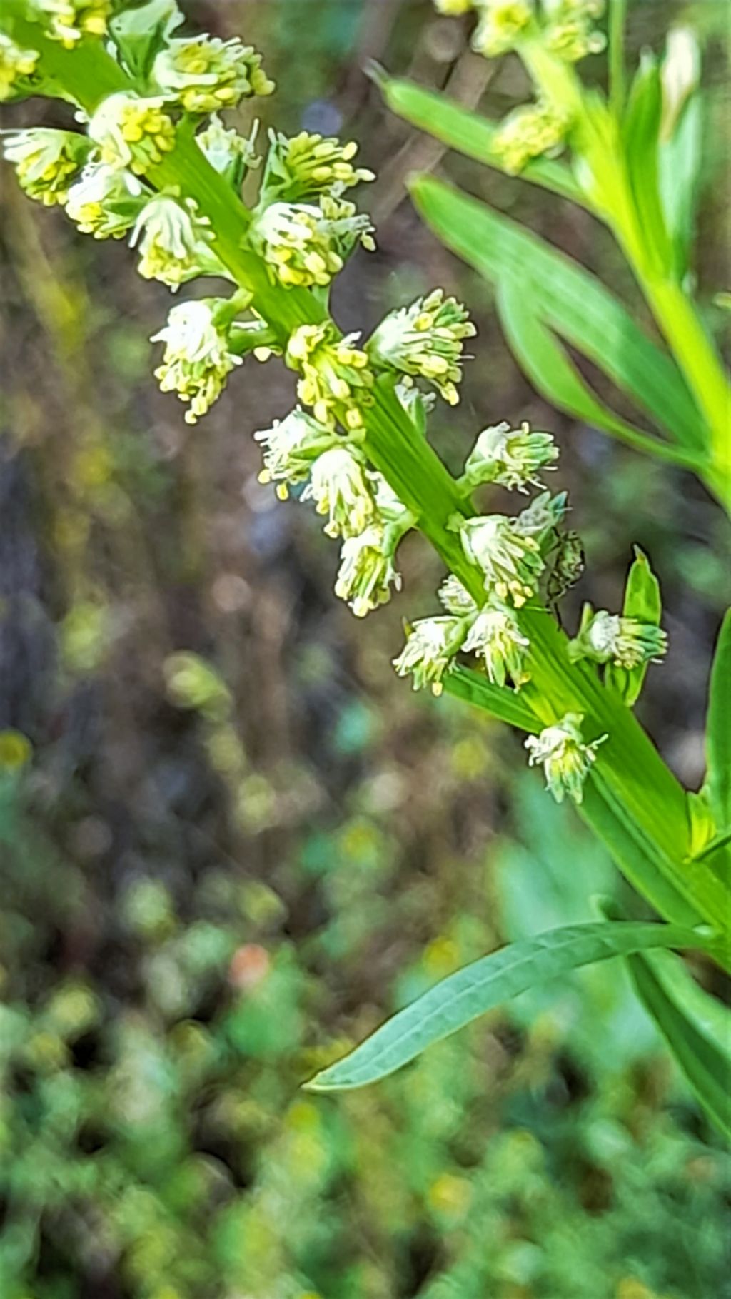 Reseda lutea (Brassciales Resedaceae)