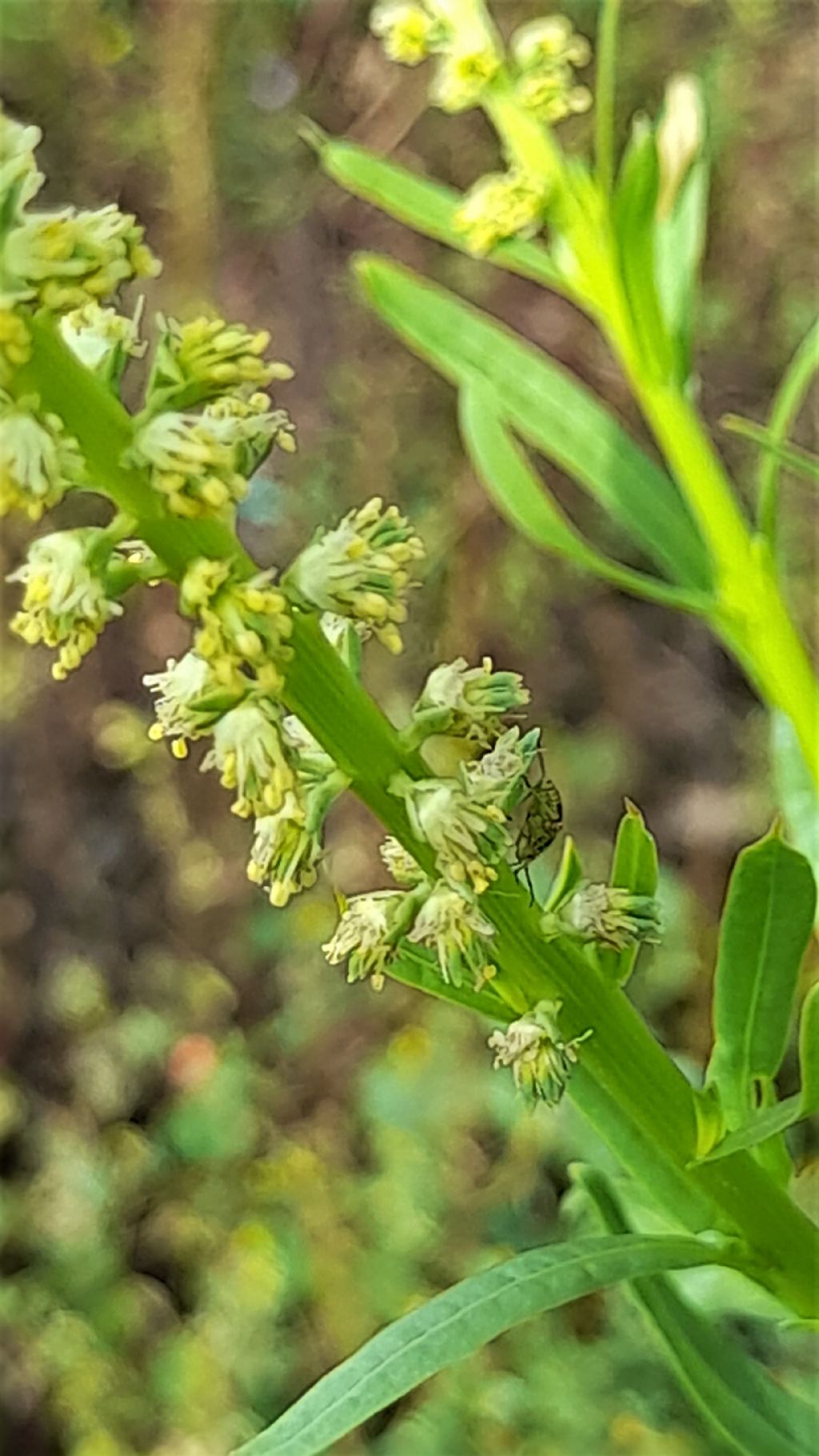 Reseda lutea (Brassciales Resedaceae)