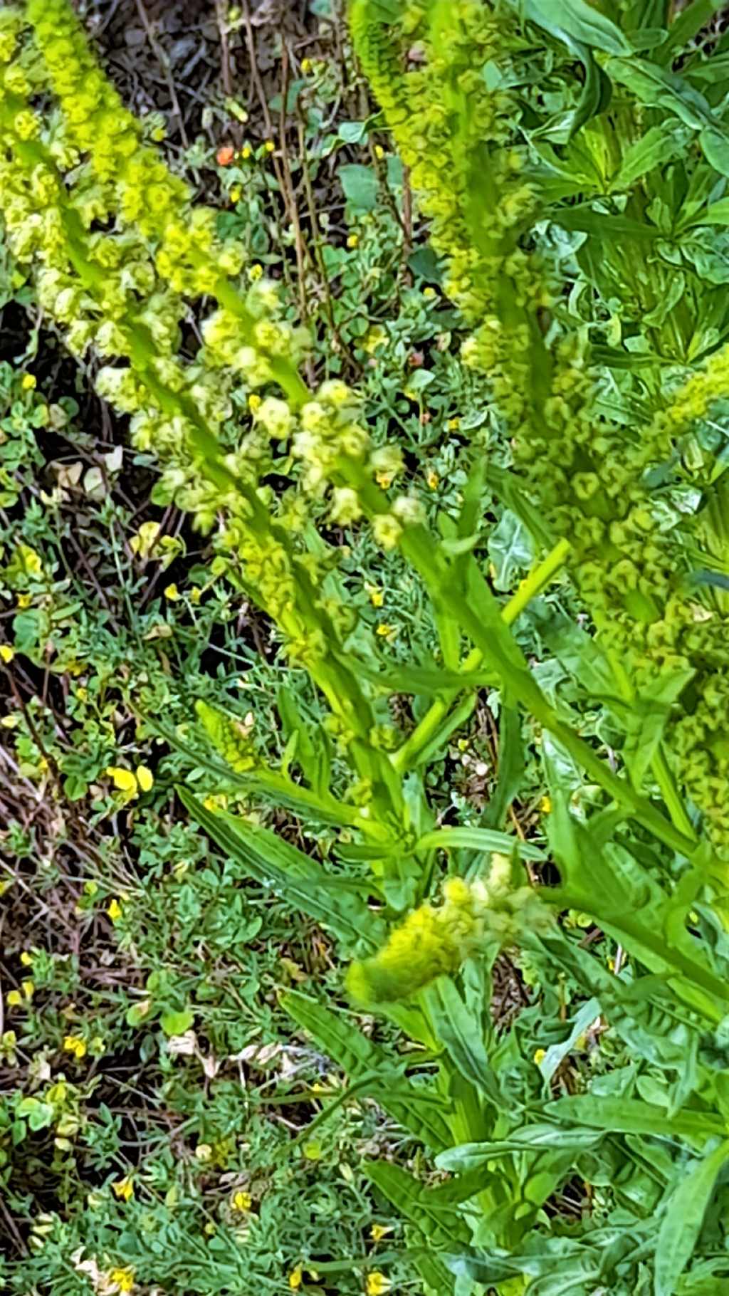 Reseda lutea (Brassciales Resedaceae)