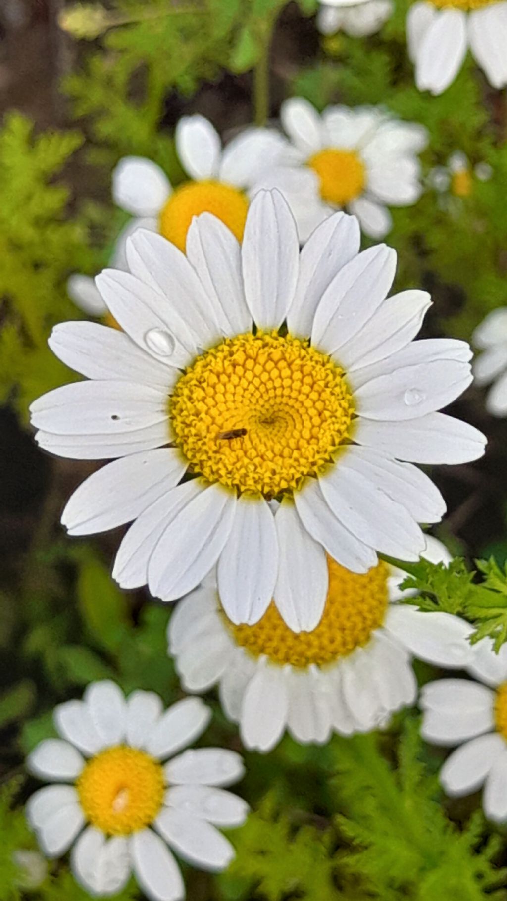 Anthemis arvensis (Asteraceaeae, ex Compositae)