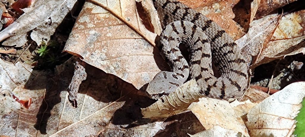 Vipera? S,  Vipera aspis francisciredi