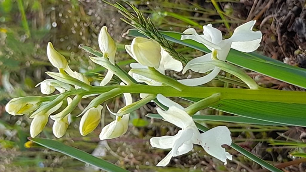 Orchis provincialis?