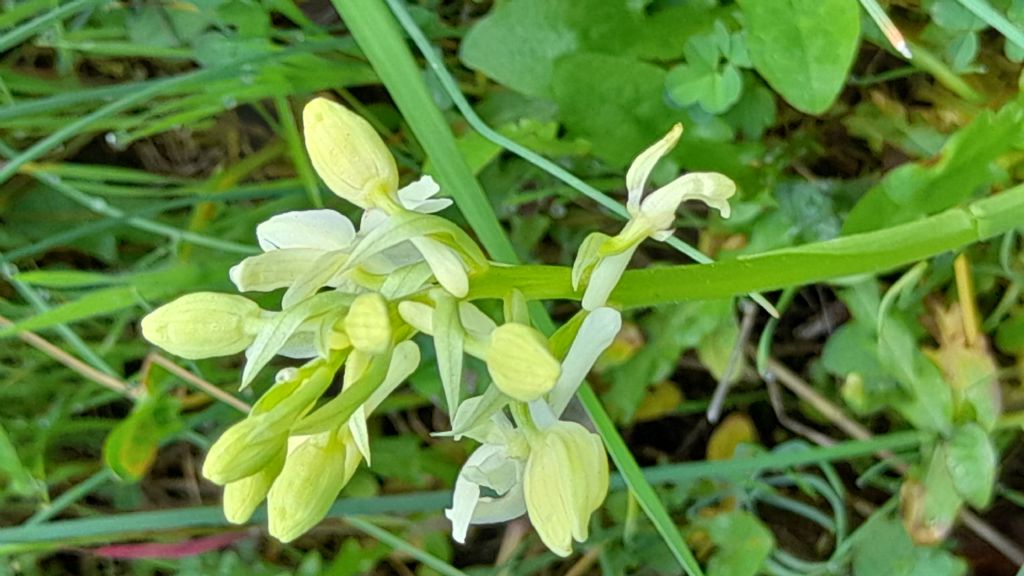 Orchis provincialis?