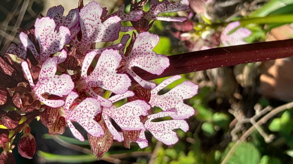 Orchis purpurea?