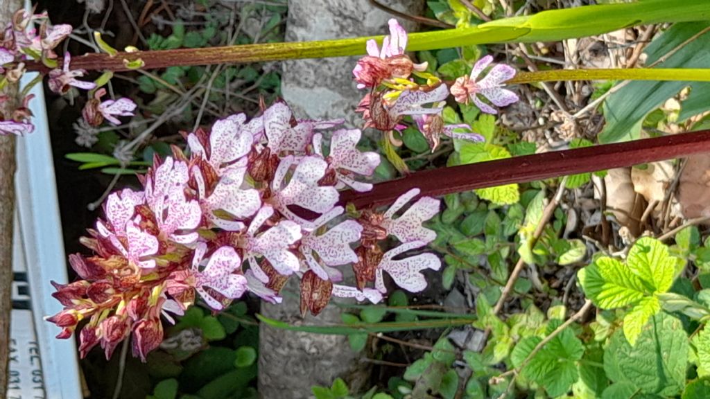 Orchis purpurea?