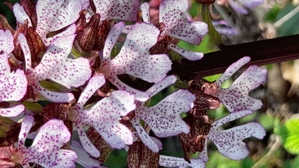 Orchis purpurea?