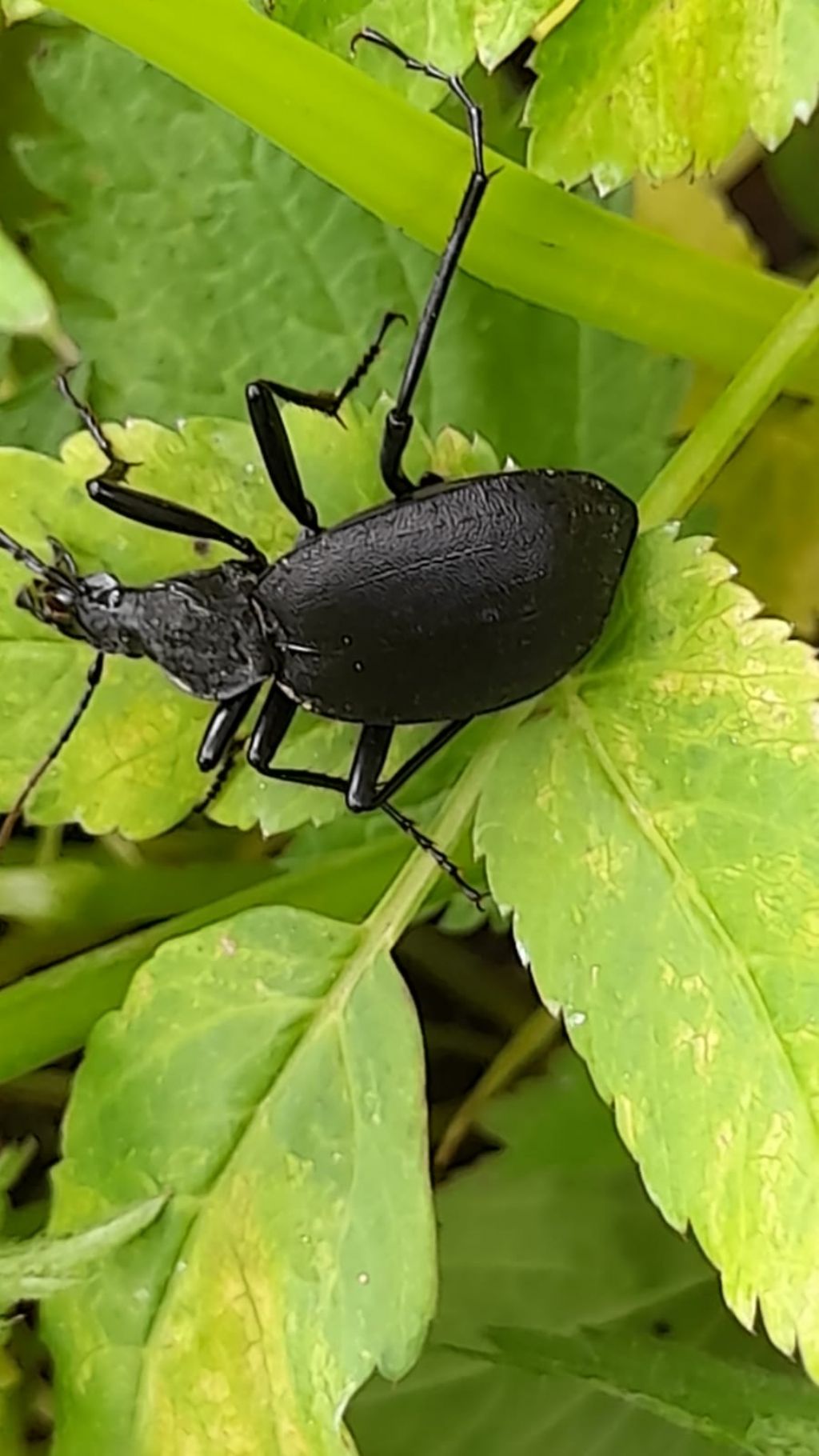 Cychrus italicus (Carabidae)