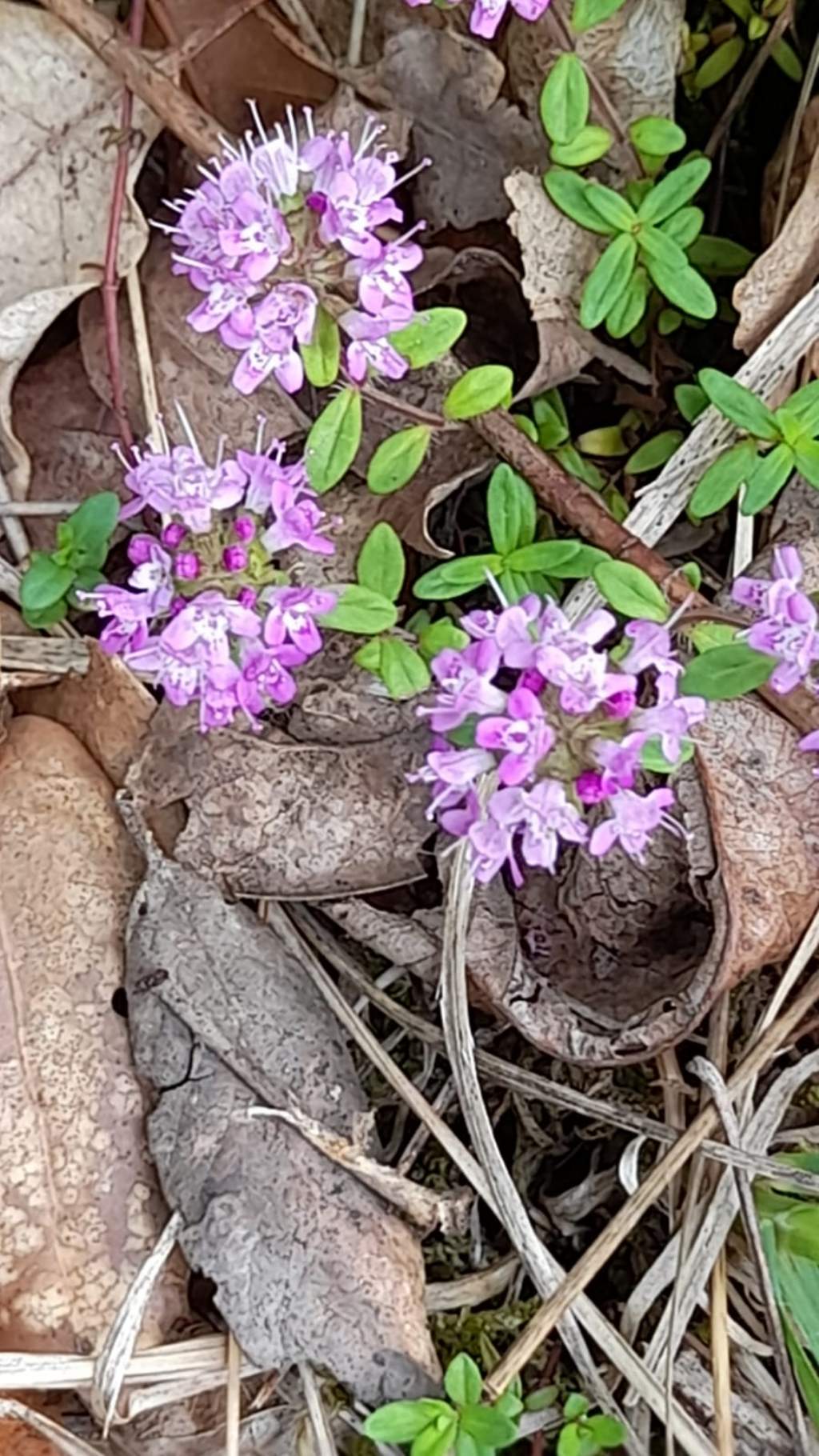 Thymus sp.