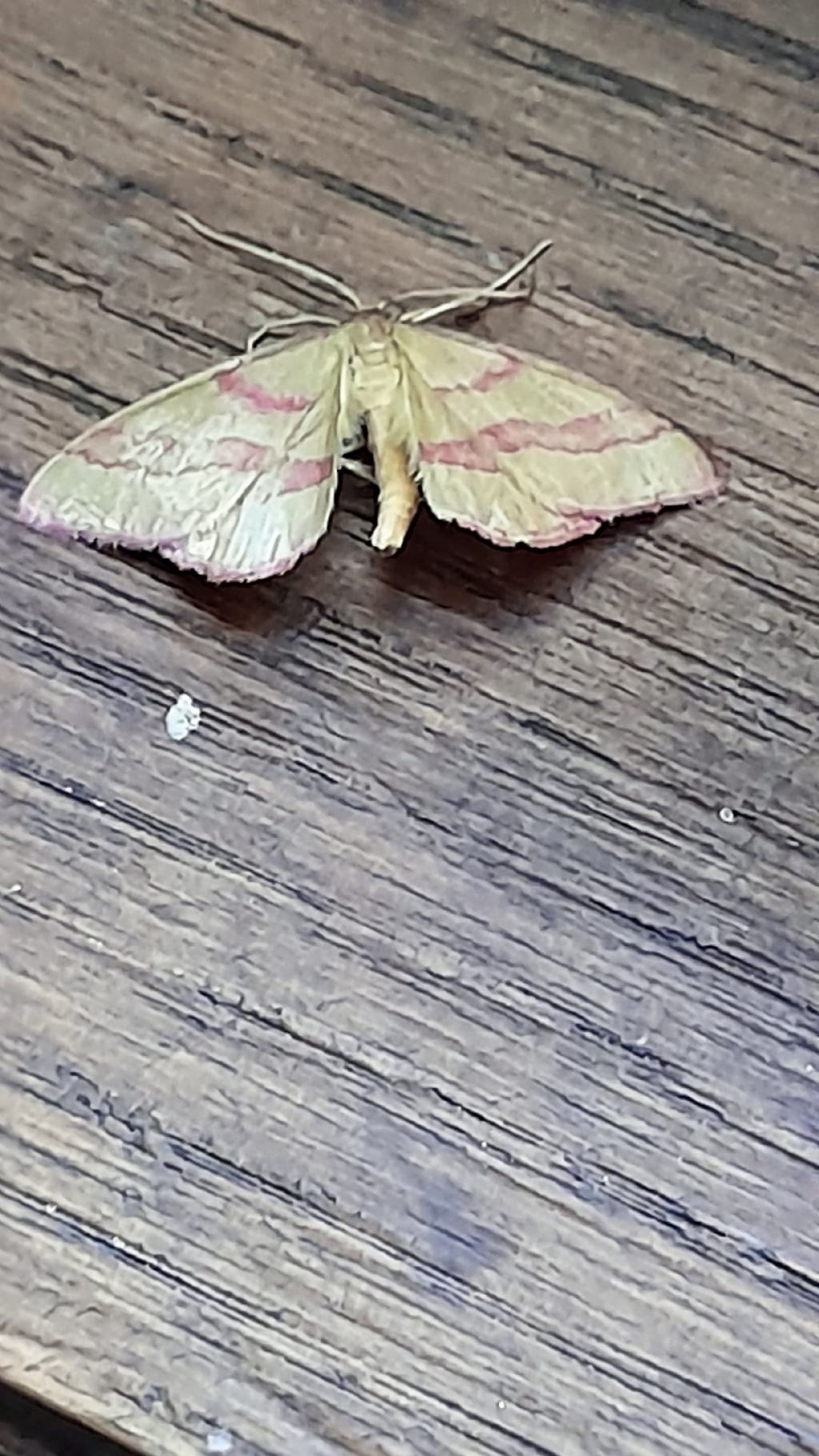 Rhodostrophia calabra (Geometridae)