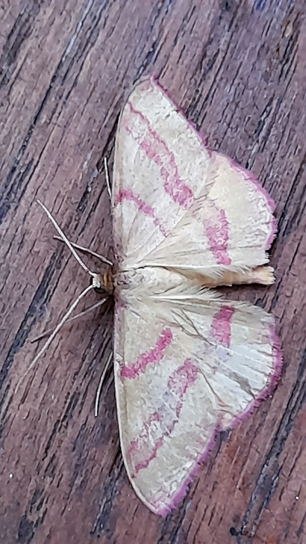 Rhodostrophia calabra (Geometridae)
