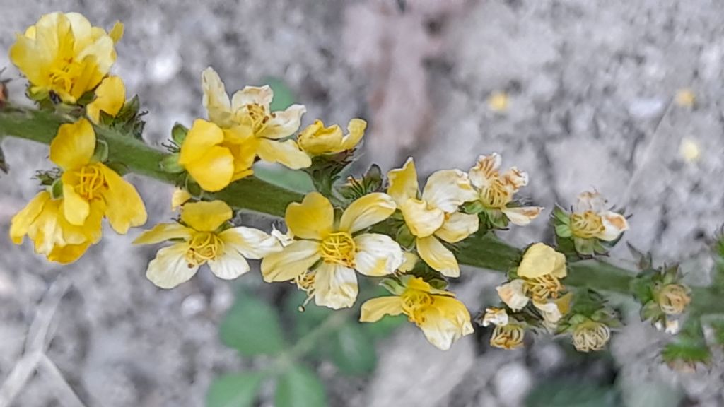 Agrimonia eupatoria (Rosaceae)