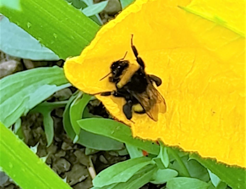 Bombus (Bombus) gr. terrestris