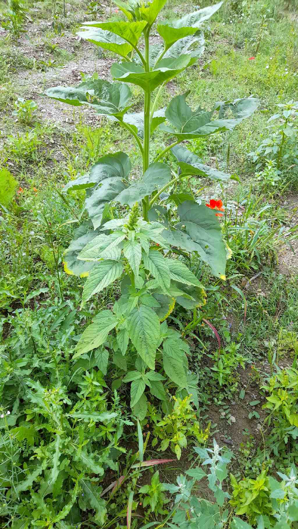 Amaranthus sp. davanti ad Helianthus annus (girasole)