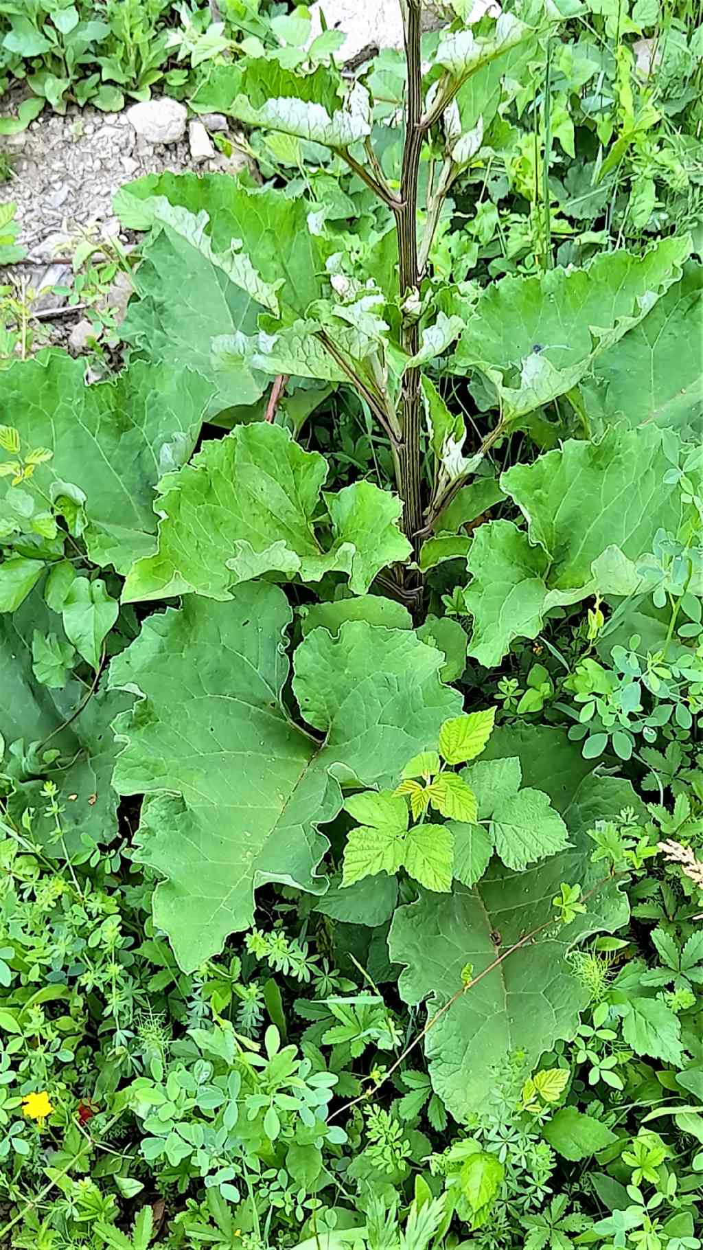 Arctium sp. (Asteraceae)