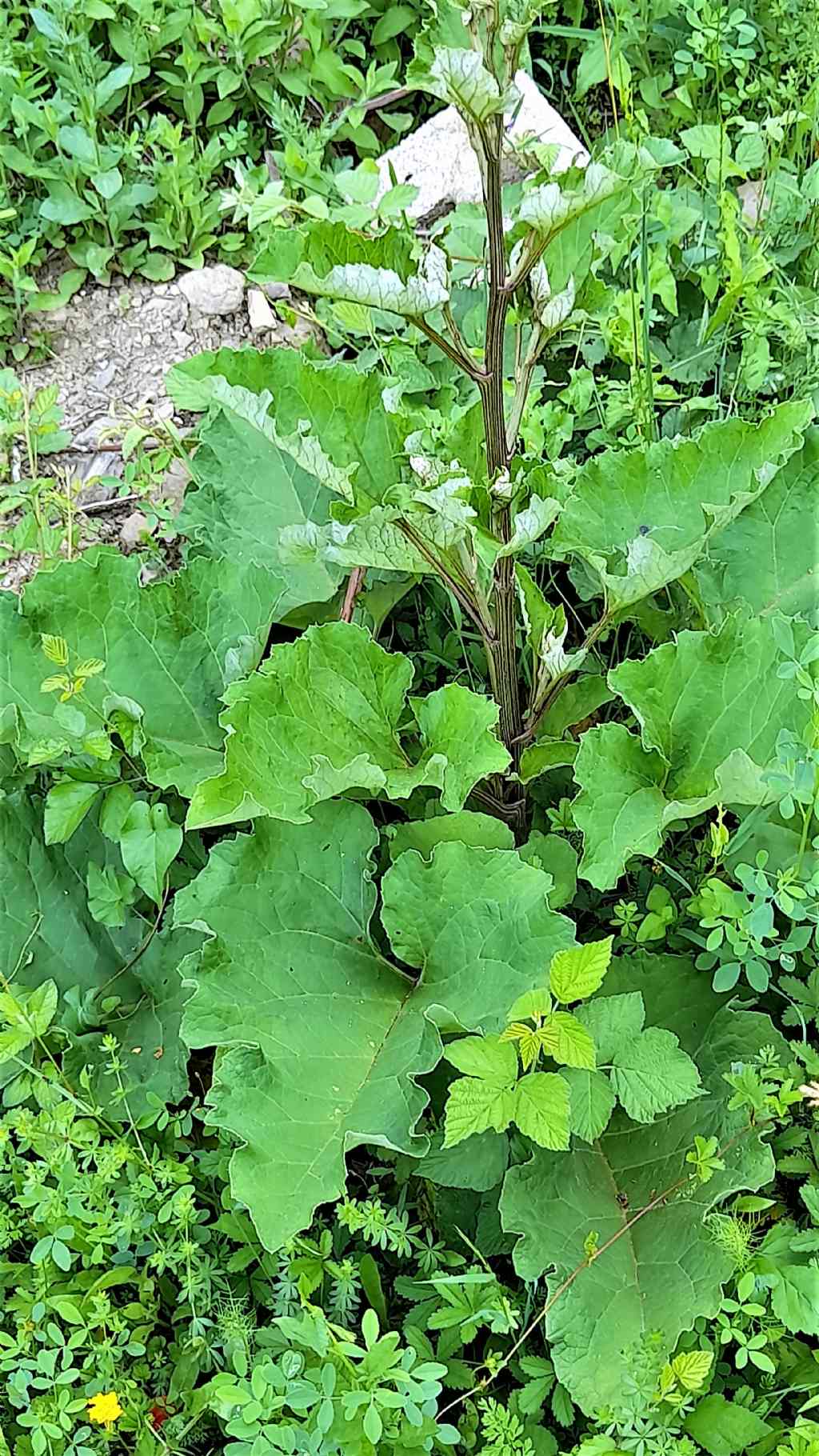 Arctium sp. (Asteraceae)